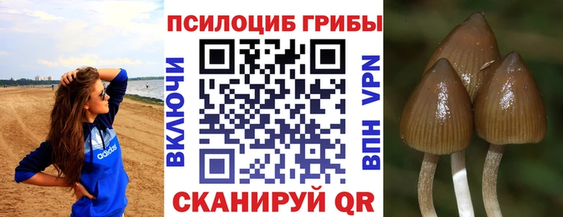 Псилоцибиновые грибы Psilocybe Ростов-на-Дону