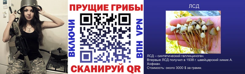 как найти   Ростов-на-Дону  Галлюциногенные грибы MAGIC MUSHROOMS 