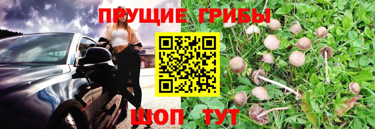 Галлюциногенные грибы Cubensis  Вход с VPN  Ростов-на-Дону  Псилоцибиновые грибы прущие грибы 